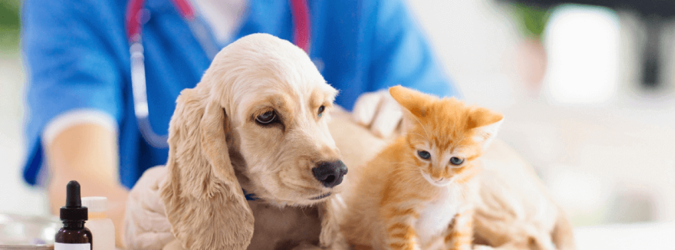 animal wellness care in Dunwoody GA