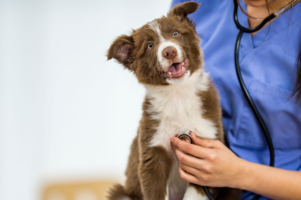 animal wellness care in Dunwoody GA