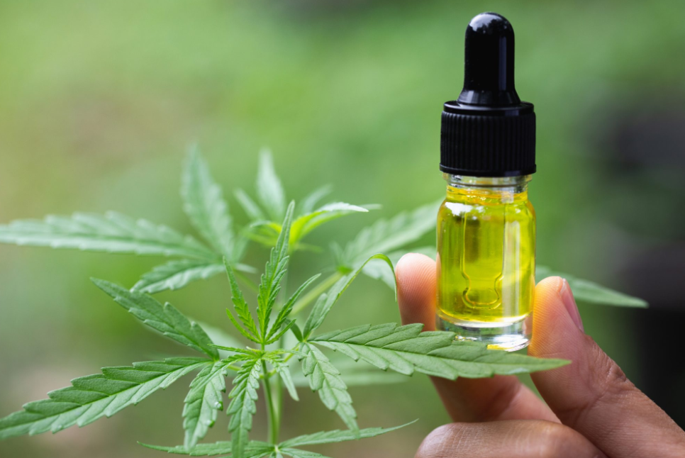 CBD oil in NZ